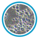 ico-yeasts